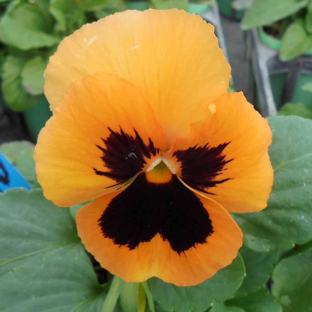 楽天市場】パンジー 苗 F1 ピカソ オレンジブロッチ 4ポット : イケダ