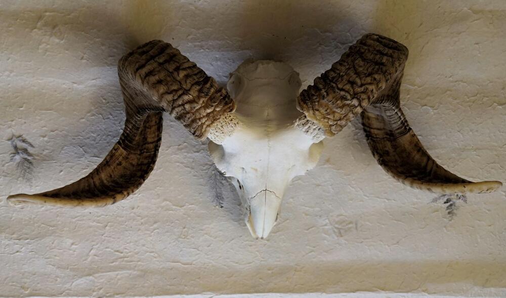 楽天市場】羊頭骨 角 標本 オブジェ 絵のモチーフ 壁掛け トロフィー