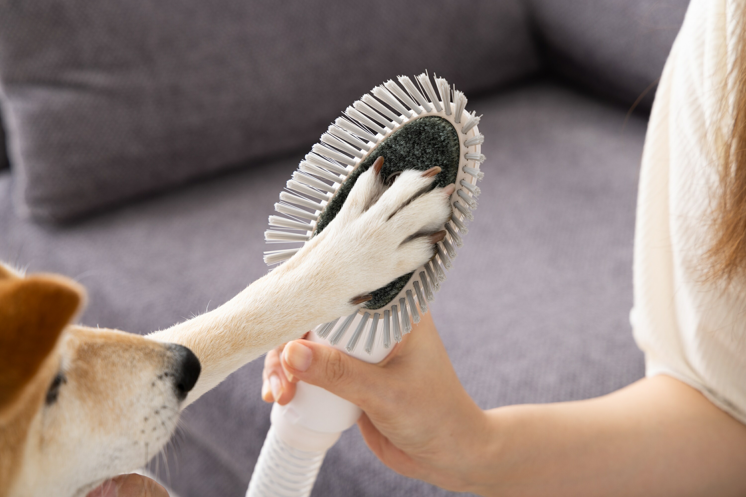 楽天市場】Micolペット用バリカンクリーナー ペット用 バリカン