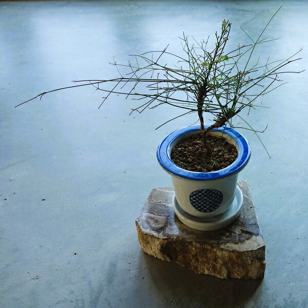 楽天市場】珪化木 ケイカボク 7 セット販売 ペトリファイドウッド