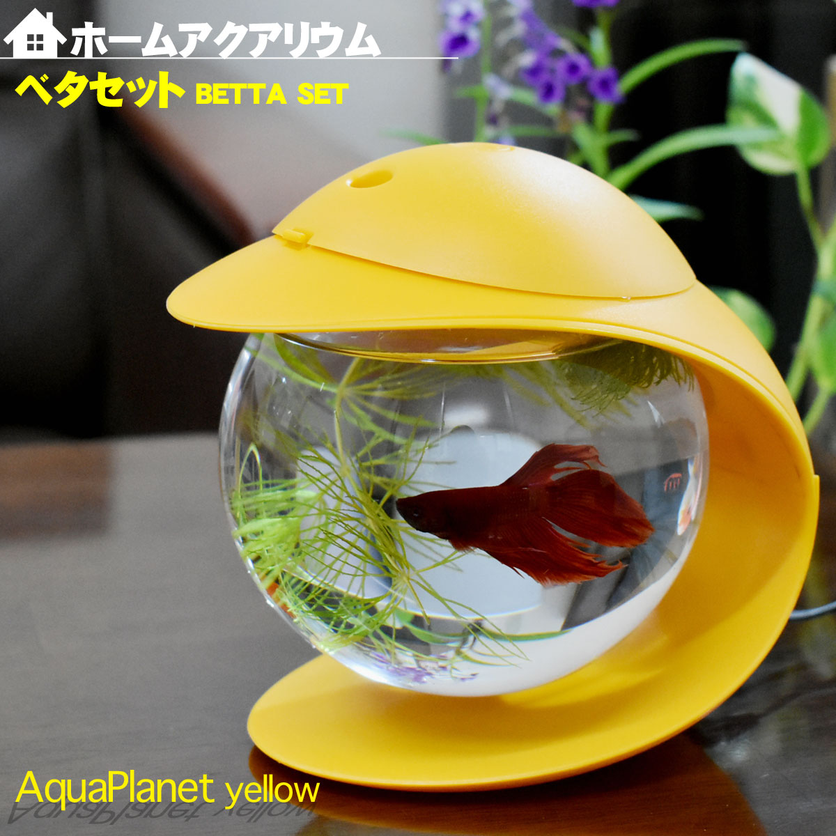 楽天市場】水槽 ホームアクアリウムオールセット 簡単 ベタ飼育セット