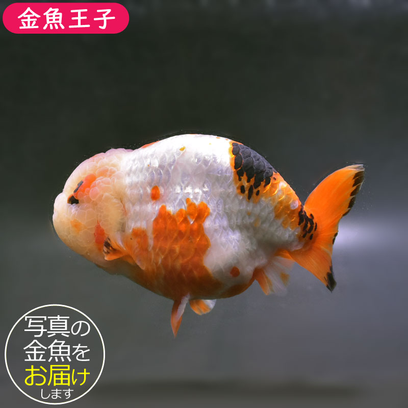 楽天市場】【金魚王子】変わり柄らんちゅう 15cm前後 (個体番号