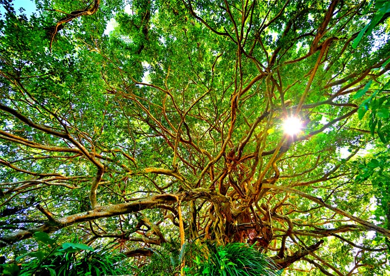 ガジュマルの木油絵モルタルと木材の額