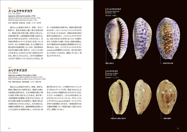 楽天市場】[ メール便可 ] 日本と世界のタカラガイ 誠文堂新光社 書籍