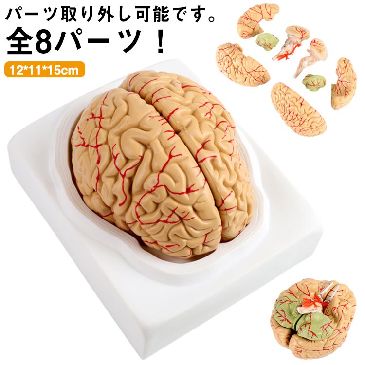 楽天市場】 頭蓋骨 学習 高性能 勉強 医学 全8パーツ取り外し可能 立体
