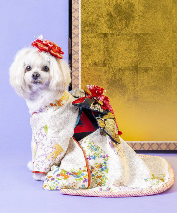 楽天市場】【期間限定P5倍】as know as 見返り振袖長ー白百合色ー 犬