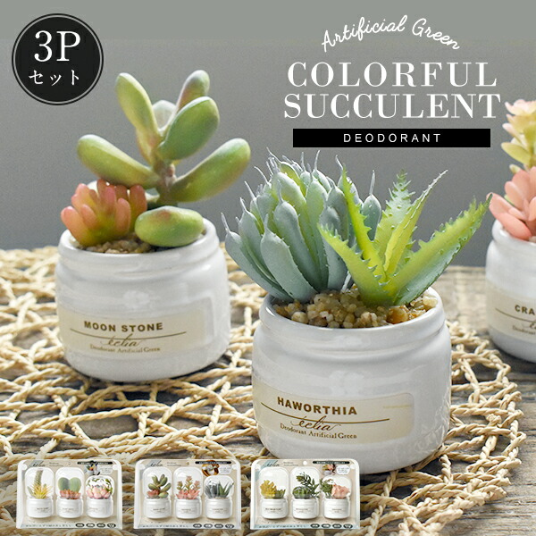 楽天市場】CT触媒 カラフル多肉植物 3Pセット ミニ サボテン ボトル