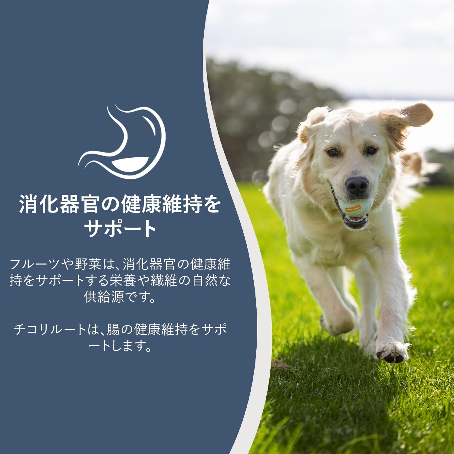 楽天市場】ziwi peakスチーム&ドライ【 ビーフ with パンプキン】 1.5g