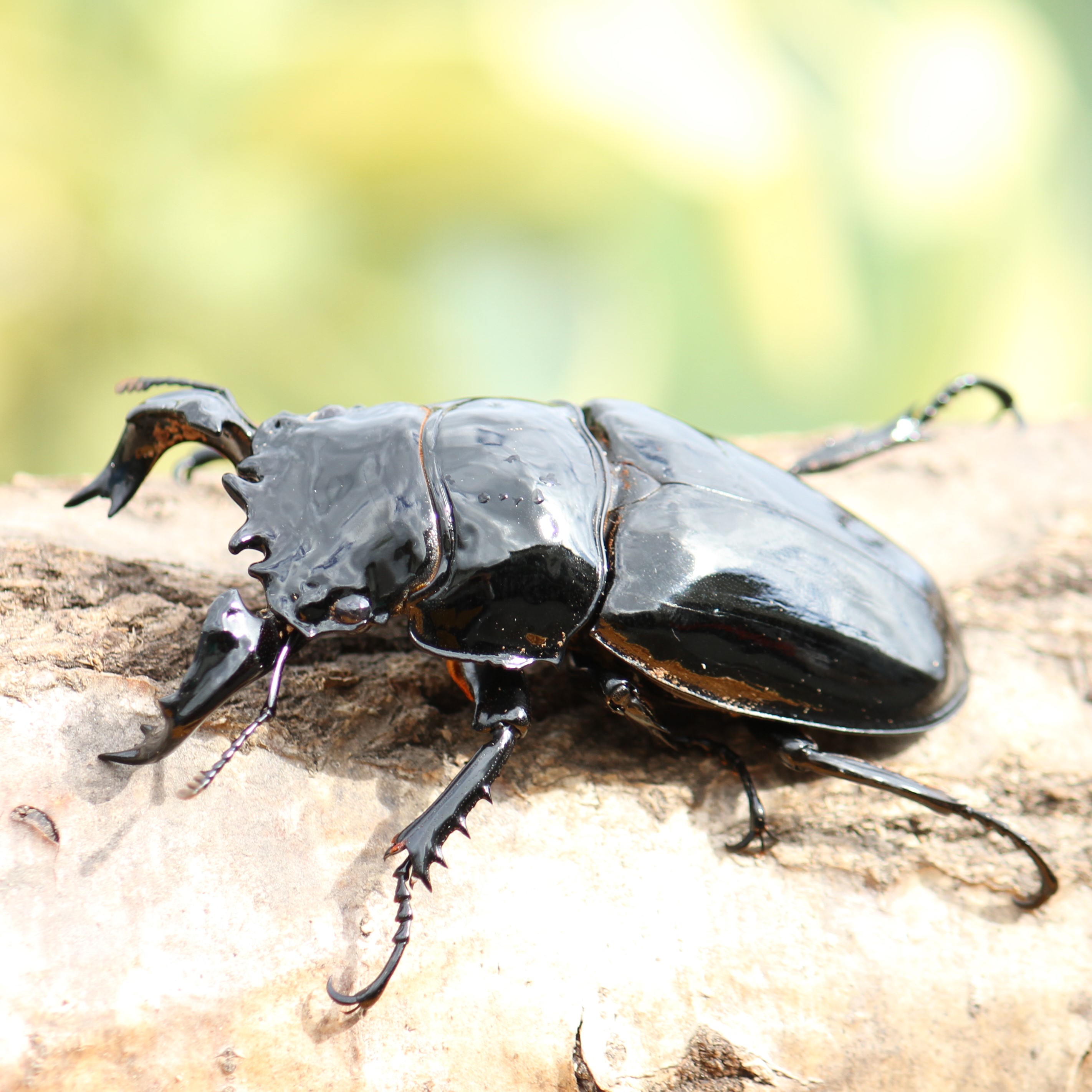 標本】タランドゥスオオツヤクワガタ コンゴ産89.8ミリ 飼育品 標本