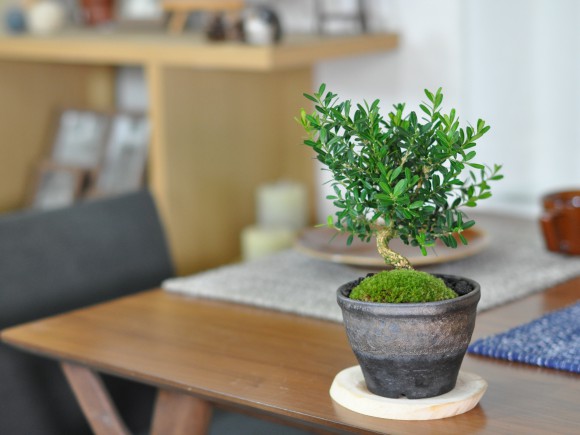 美豊 日本小品盆栽名品展出品記念ミニ盆栽鉢青竹絵付け他貫入白長方