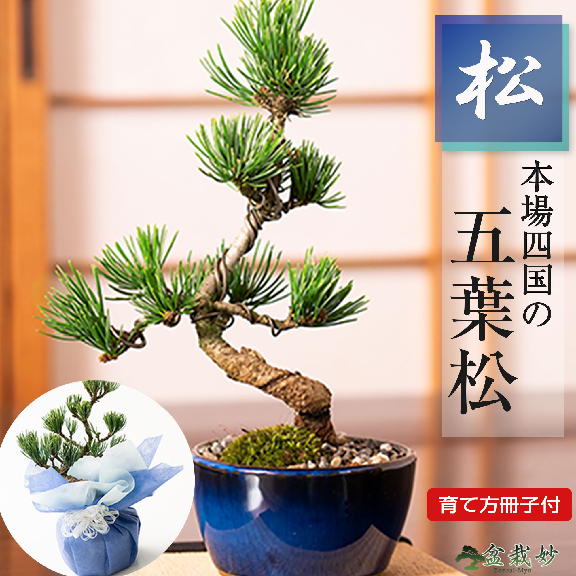 しだれ桜】大品 盆栽 鉢植え 紫砂 四角い鉢植え 盆栽鉢 植木鉢 紫砂