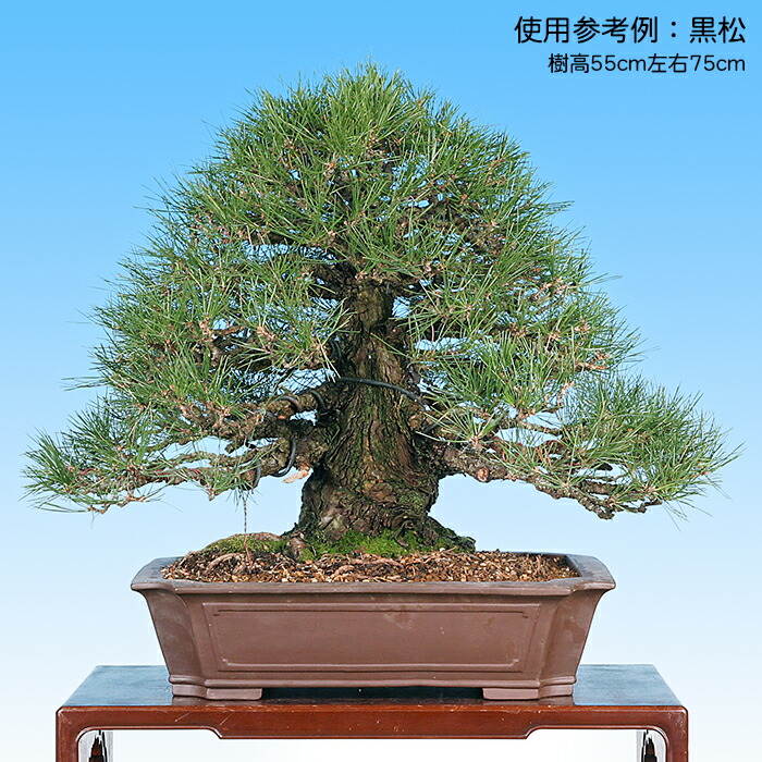 351 盆栽 盆栽鉢 植木鉢 中国鉢 351 盆栽 盆栽鉢 植木鉢 中国鉢 中国