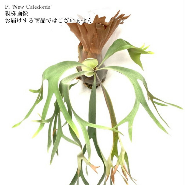 楽天市場】(現品) ビカクシダ 'ニューカレドニア' (pup) (No.40843