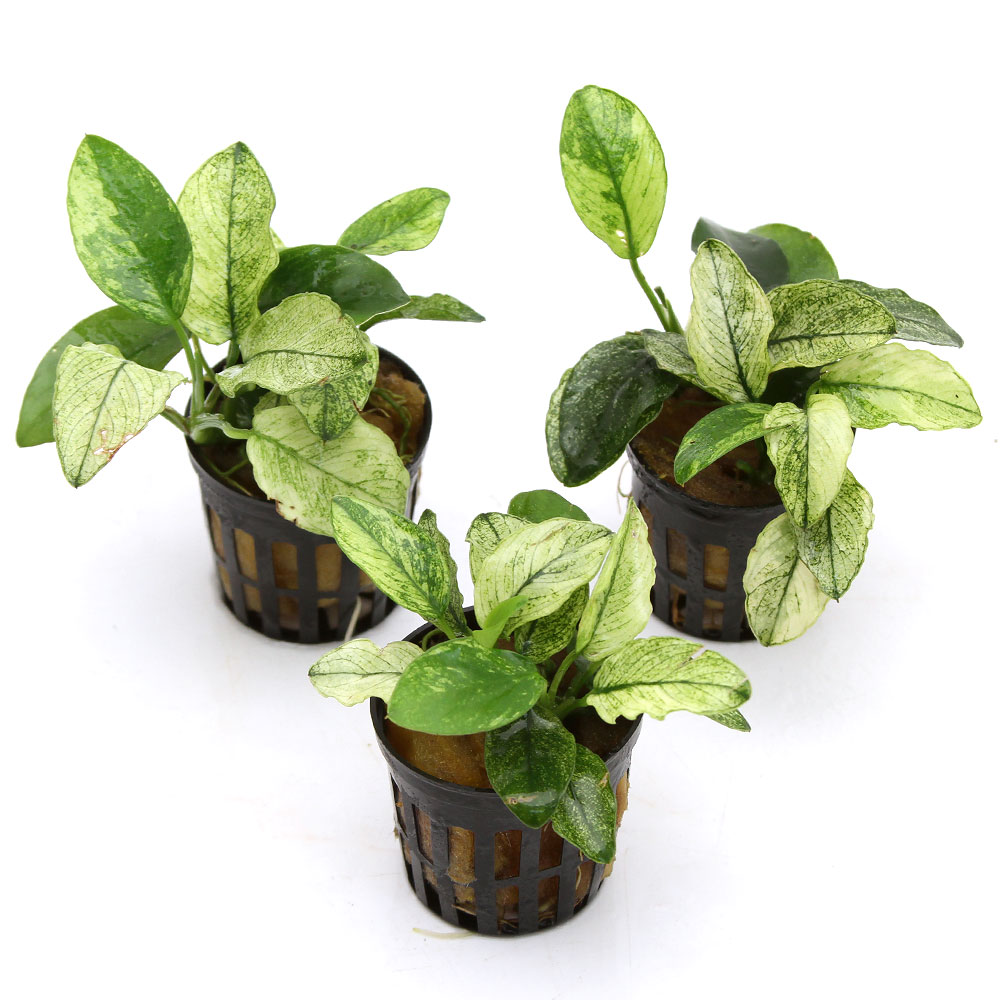 楽天市場】（水草）アヌビアスナナ 斑入り（水上葉）（3ポット分