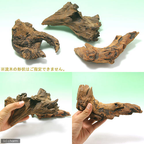 楽天市場】GEX 天然流木 SSサイズ（約15〜20cm） 1本 形状