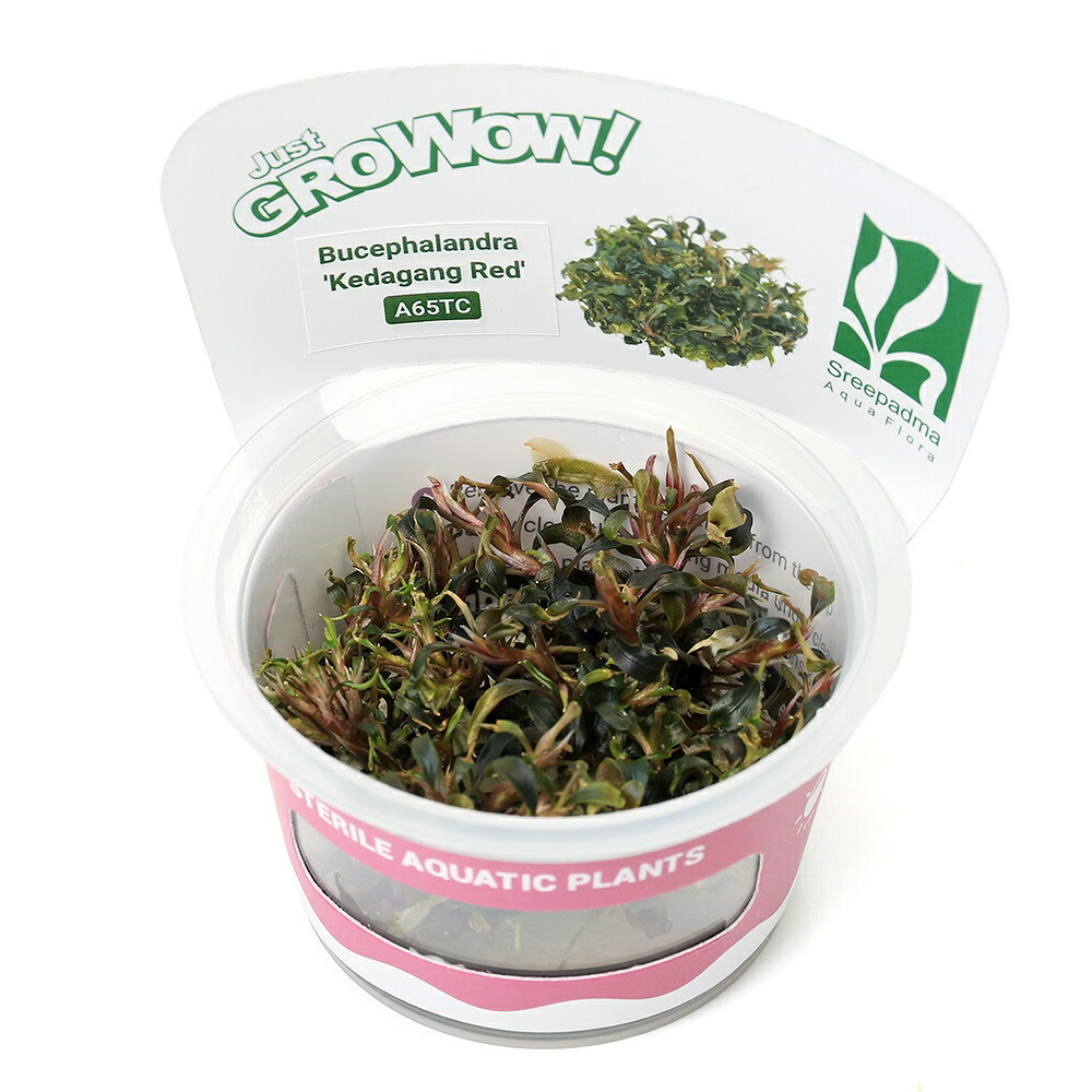楽天市場】（水草）組織培養GROWOW！ ブセファランドラsp