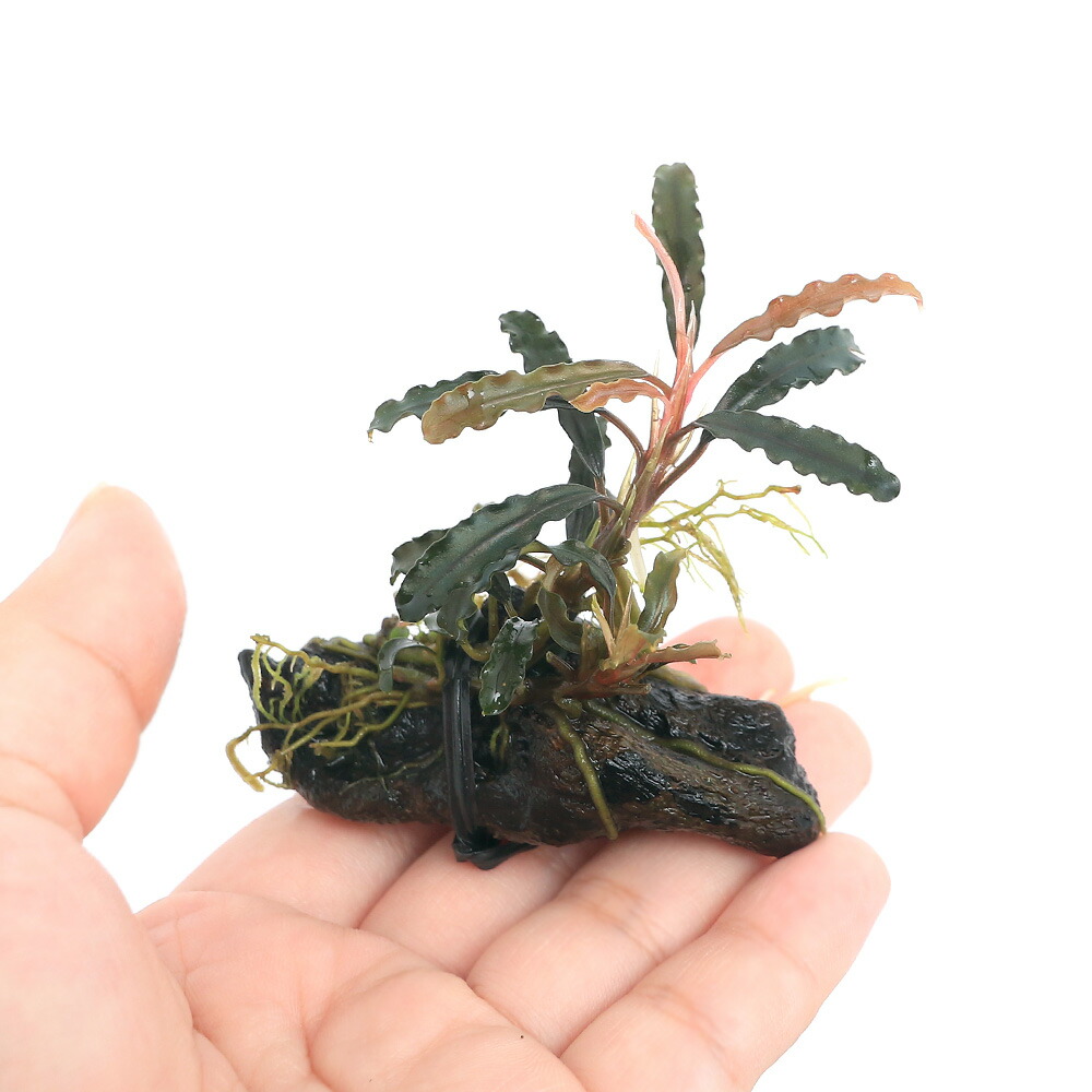 楽天市場】（水草）☆活着済☆ ブセファランドラsp．ダーク