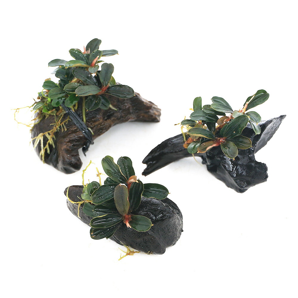 楽天市場】（水草）☆活着済☆ ブセファランドラsp．クダガンミニ