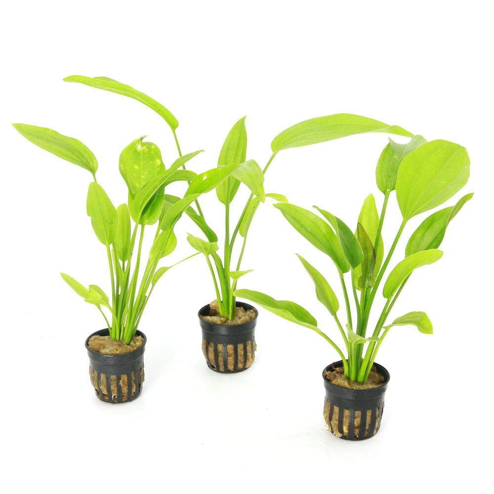 楽天市場】（水草）エキノドルスsp．アルトネグロ産（水上葉）（無