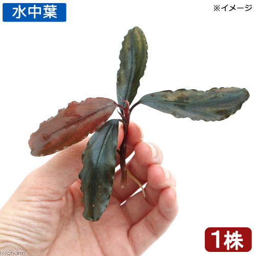 楽天市場】（水草）ブセファランドラsp．Apple Leaf（無