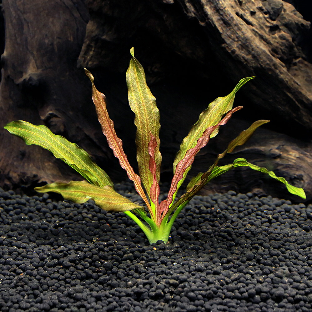 楽天市場】（水草）エキノドルス レッドダイヤモンド 東南便（水中葉