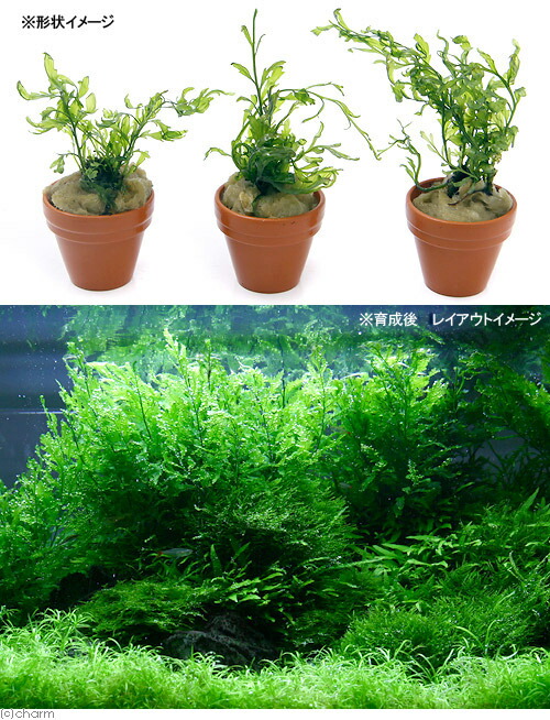 ボルビディスヒュディロティ ミクロソリウムトライデント