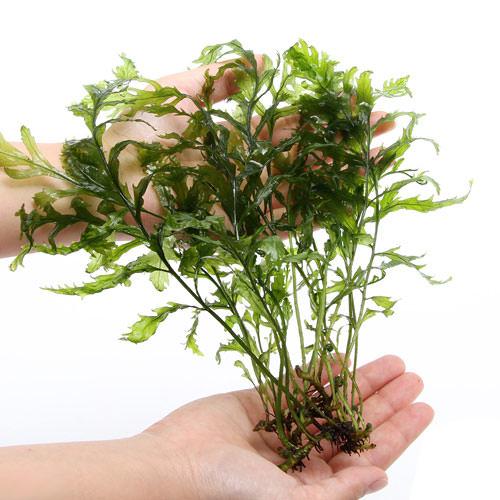 楽天市場】（水草）ボルビティス ヒュディロティ（水中葉）（無農薬