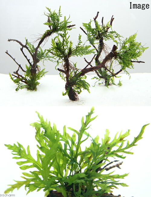 楽天市場】（水草）ボルビティス ヒュディロティ ブランチプチ（水中葉