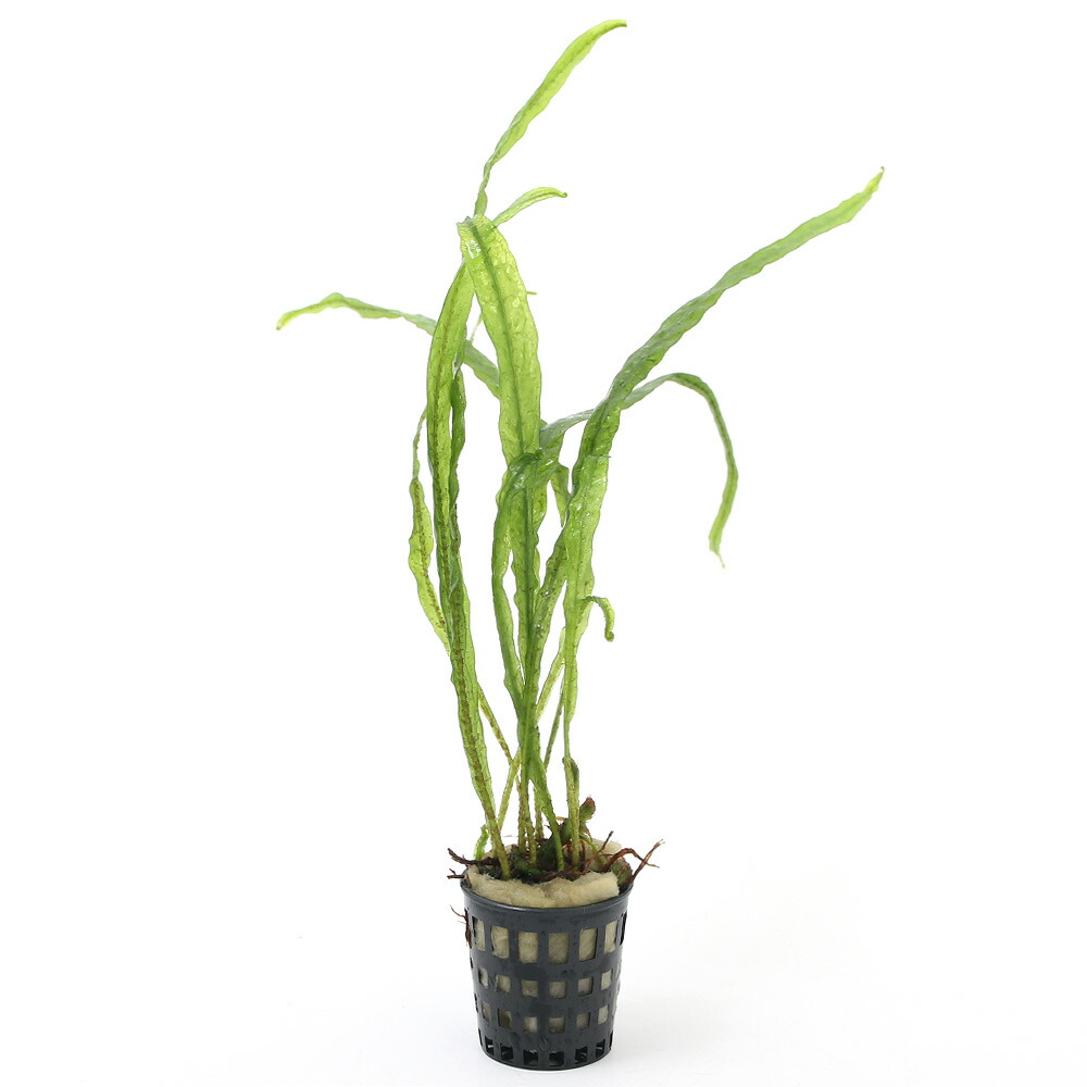 楽天市場】ミクロソリウム ナローリーフ 流木の通販