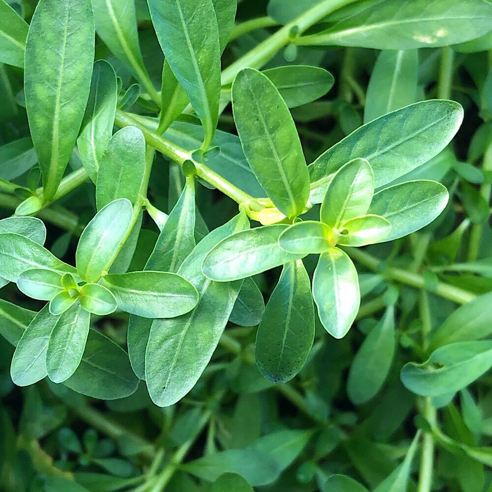 楽天市場】（水草）ルドウィジア インクリナータ グリーン（水上葉