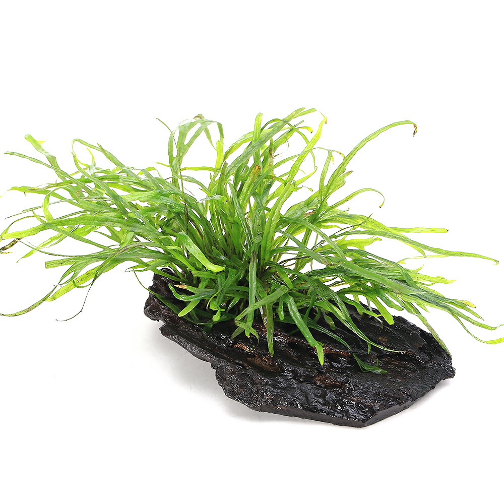 楽天市場】（水草）ミクロソリウムsp．トライデント付き流木