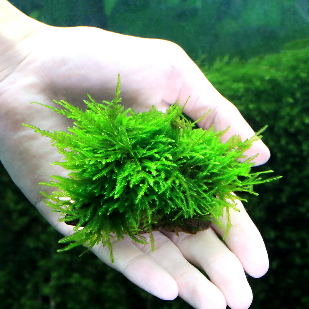 楽天市場】（水草）☆育成済☆ ジャイアント南米ウィローモス 流木