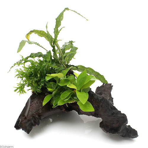 楽天市場】（水草）アヌビアスナナ ゴールデン＆ミクロソリウム2種