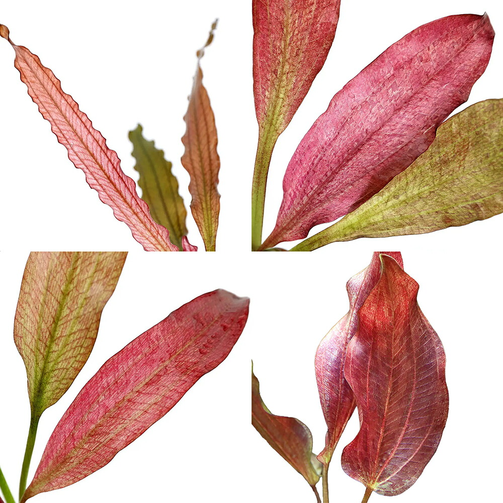 楽天市場】（水草）おまかせ赤系エキノドルス 1種（水中葉）（無農薬