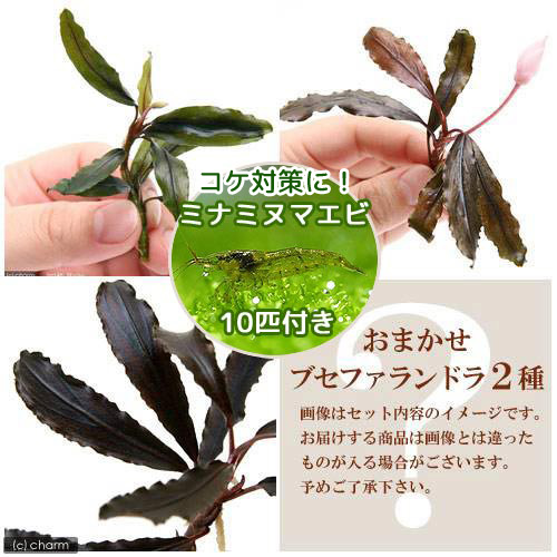 楽天市場】ブセファランドラ 販売の通販