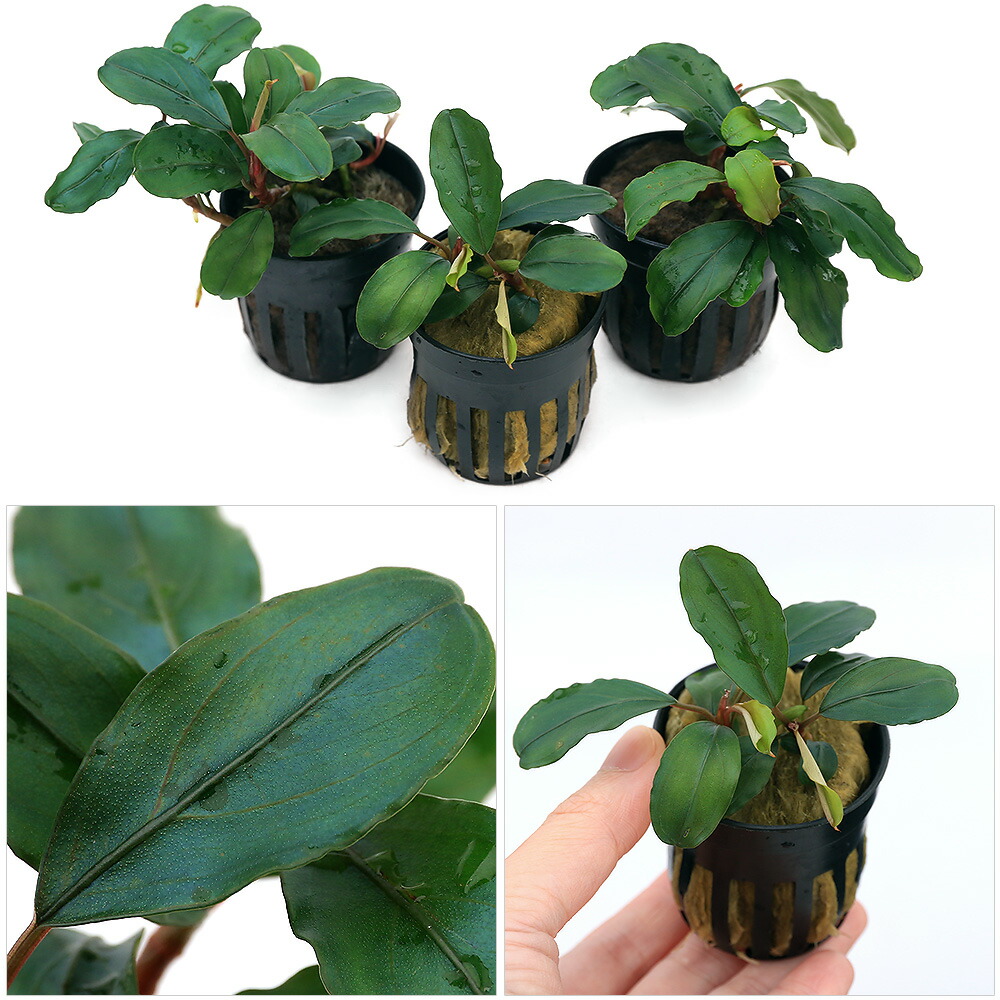 楽天市場】（水草）ブセファランドラsp．Theia（東南便）（水上