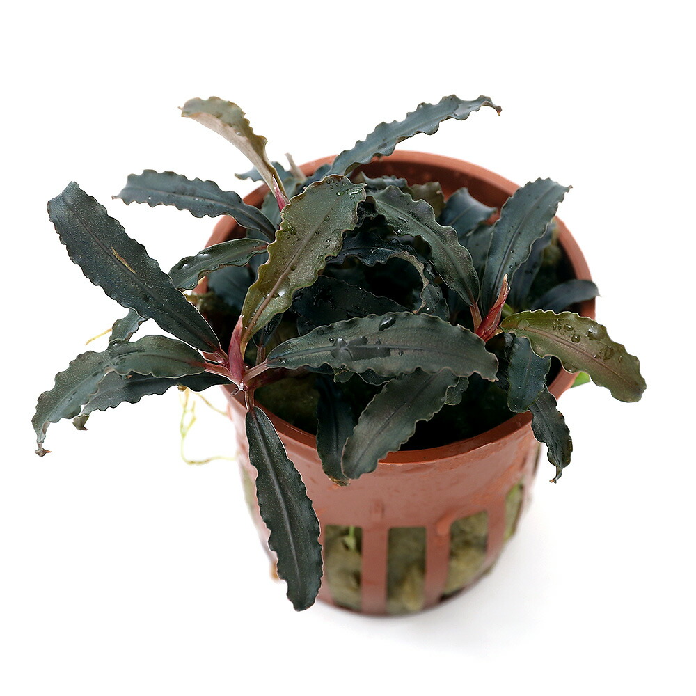 楽天市場】（水草）ブセファランドラsp．クダガン（トロピカポット