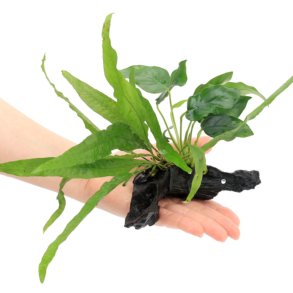 楽天市場】（水草）アヌビアスナナ＆ミクロソリウム プテロプス