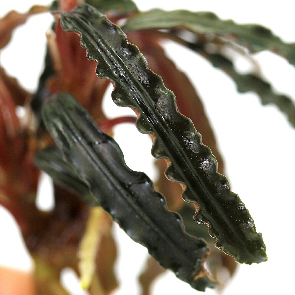 楽天市場】（水草）ブセファランドラsp．キャサリン レッド（東南便