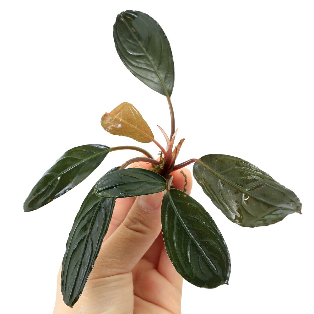 きえぴ】ブセファランドラ 3種 水上葉 タグ付き きえぴ様専用