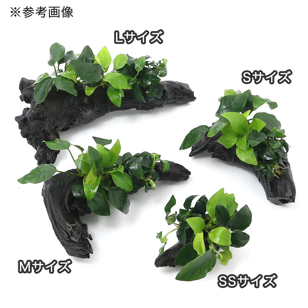 ブセファランドラsp.クダガン アヌビアスナナ アヌビアスナナ