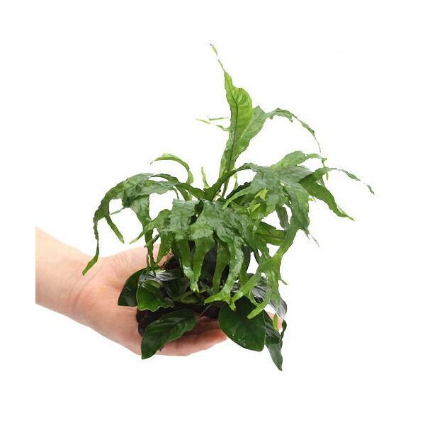 楽天市場】（水草）アヌビアスナナ＆ミクロソリウムsp．ギガンティア