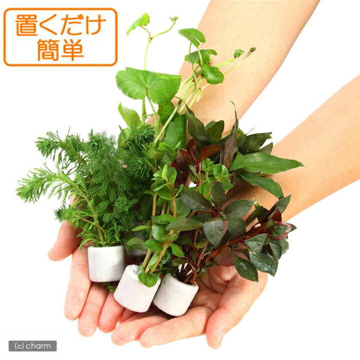 楽天市場】（水草）置くだけ簡単 マルチリングホワイト（白） おまかせ