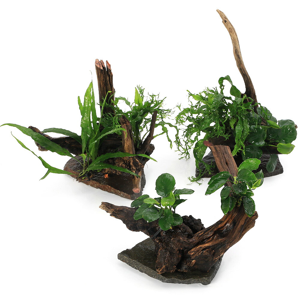 楽天市場】（水草）置くだけ簡単 レイアウト流木 アヌビアス2種付（1