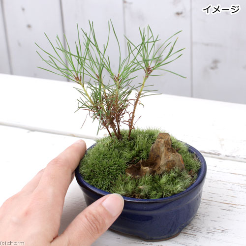 凡才 盆栽鉢 小品盆栽 山野草 凡才 盆栽鉢 小品盆栽 山野草