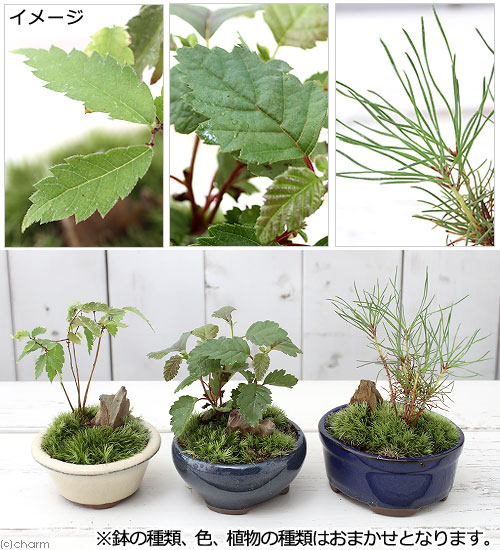 秀峰 盆栽鉢 山野草 秀峰 盆栽鉢 山野草 秀峰 盆栽鉢 山野草 秀峰 盆栽