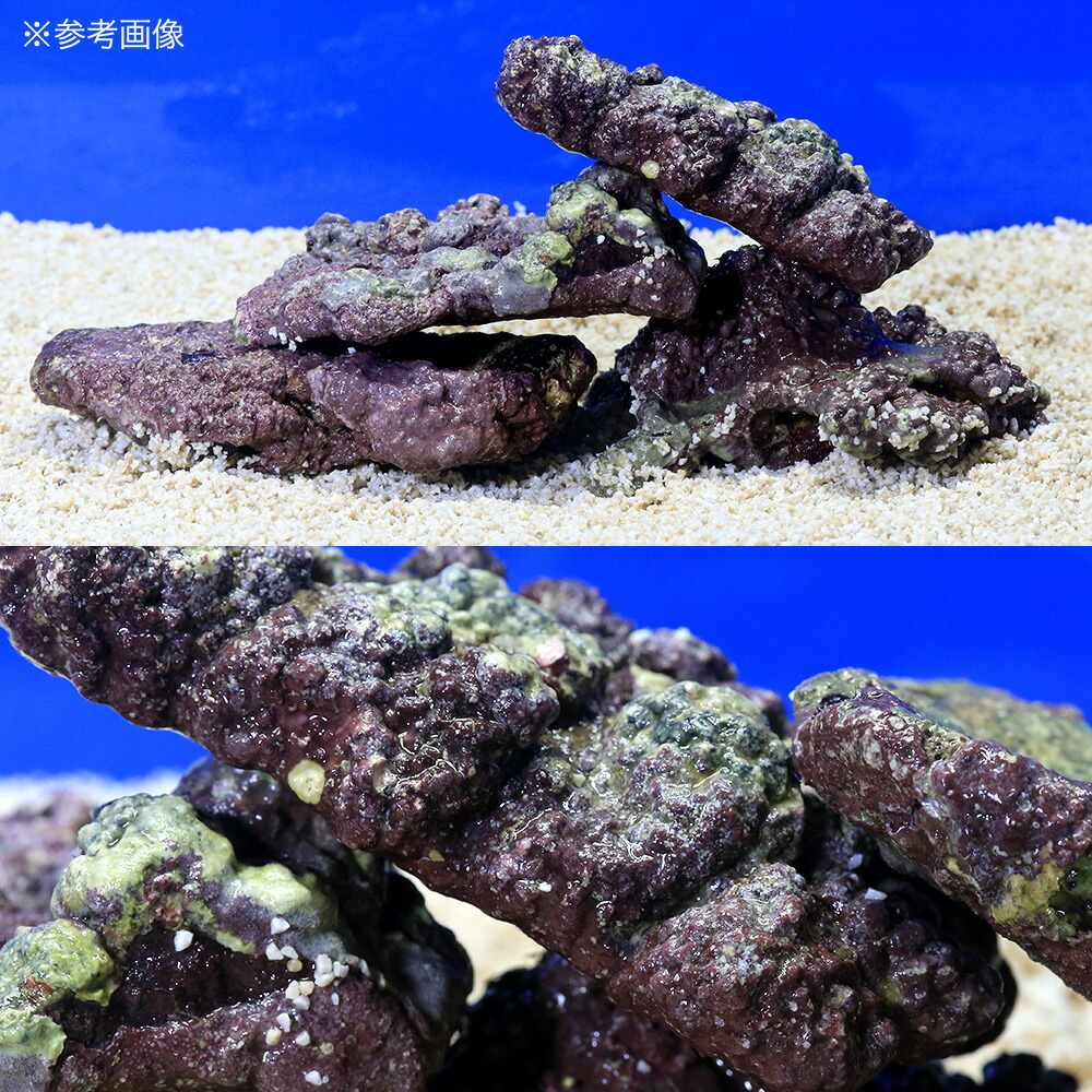 楽天市場】（海水魚）ライブロック プレート状 SSサイズ（1個