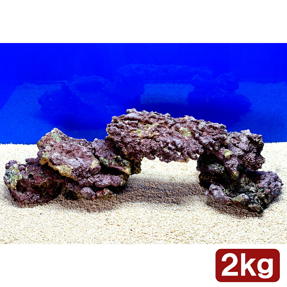 ✐プラグ穴付き 新品 人工ライブロック 60cm海水水槽用 レプリカ 安い1