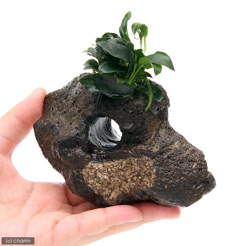 楽天市場】（水草）アヌビアスナナ プチ 穴あき溶岩石（水上葉）（1個