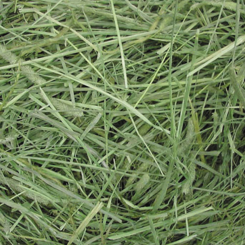 楽天市場】GEX ラビットプレミアムチモシー 500g うさぎ 小動物